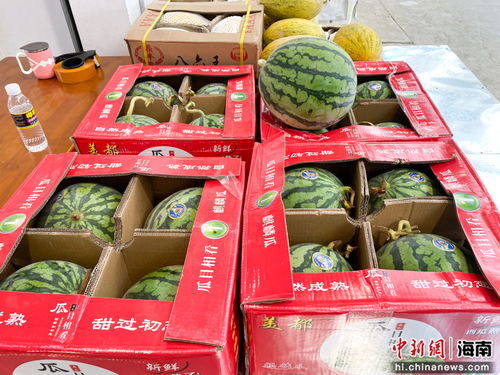 海口市菜籃子江楠農(nóng)產(chǎn)品批發(fā)市場(chǎng)開業(yè)，助力農(nóng)產(chǎn)品流通與區(qū)域經(jīng)濟(jì)發(fā)展